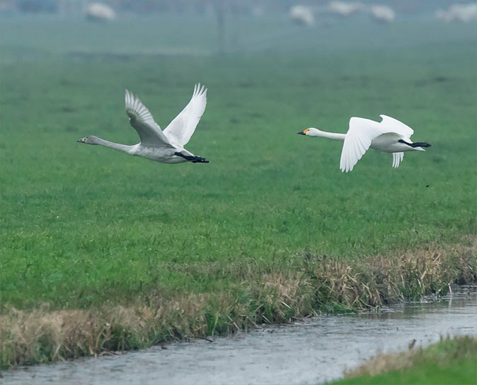 Kleine zwaan